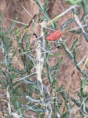 Cylindropuntia leptocaulis