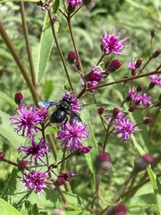 Megachile xylocopoides