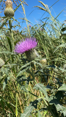 Cirsium