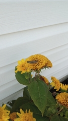 Melanoplini