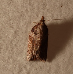 Rupicolana rupicolana