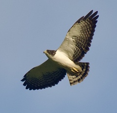 Buteo brachyurus