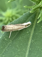 Parapediasia decorellus