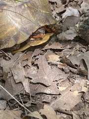 Terrapene carolina triunguis