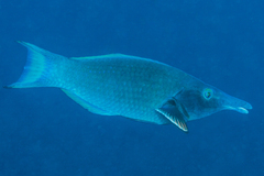 Gomphosus caeruleus