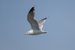 Larus californicus