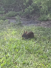 Sylvilagus palustris