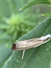 Parapediasia decorellus