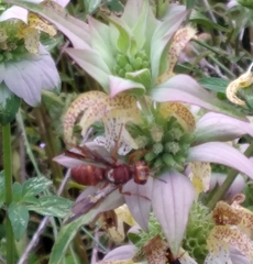 Cerceris bicornuta