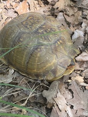 Terrapene carolina triunguis