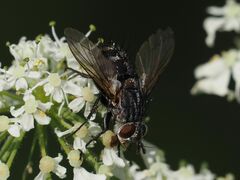 Linnaemya