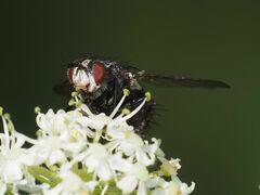 Linnaemya
