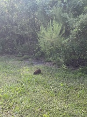 Sylvilagus palustris