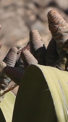 Probergrothius angolensis