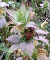 Cerceris bicornuta
