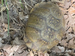 Terrapene carolina triunguis