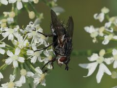 Linnaemya