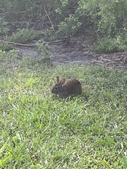 Sylvilagus palustris