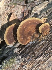 Fuscoporia