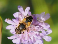 Eristalis jugorum