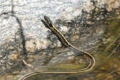Thamnophis cyrtopsis
