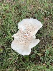 Neolentinus lepideus