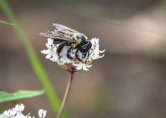 Xylocopa virginica texana
