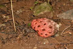 Clathrus crispus