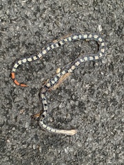 Calliophis intestinalis