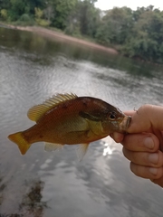 Lepomis auritus