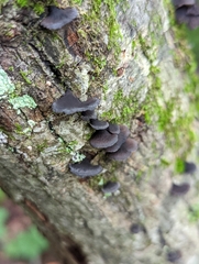 Resupinatus alboniger