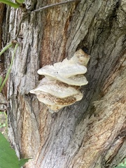 Climacodon septentrionalis