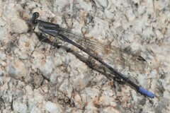 Argia hinei