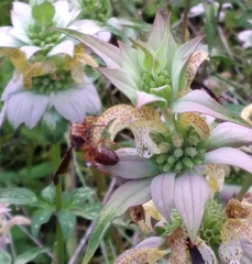 Cerceris bicornuta