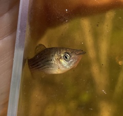 Poecilia latipinna