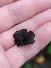 Resupinatus alboniger