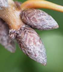 Quercus buckleyi