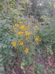 Rudbeckia fulgida