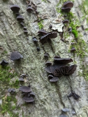 Resupinatus alboniger