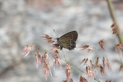 Callophrys xami