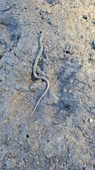 Thamnophis ordinoides