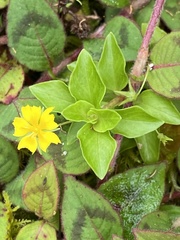 Lysimachia azorica