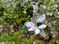 Erysiphe penicillata
