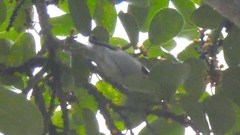 Thraupis sayaca