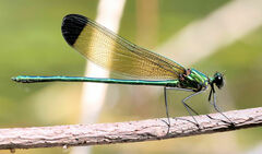 Calopteryx dimidiata