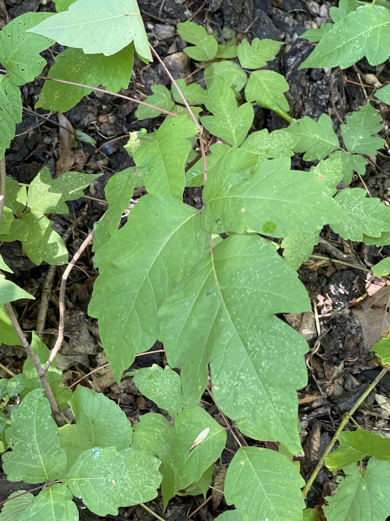 eastern poison ivy from Prairie Creek Park, Richardson, TX, US on ...