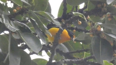 Euphonia violacea