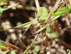 Nylanderia