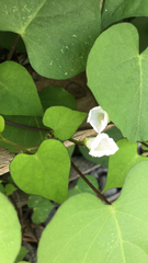 Ipomoea lacunosa