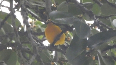Euphonia violacea